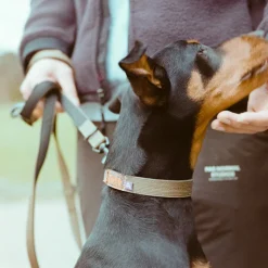 Trekk by Asphaltgold Alle Anzeigen|Accessoires Pour Chiens*Trekk Dog Collar Olive / Black